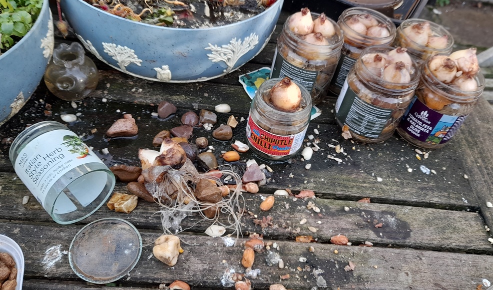 muscari bulbs forcing