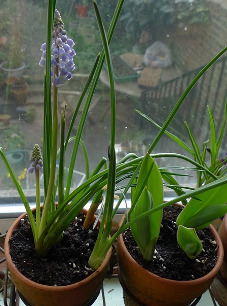 muscari
