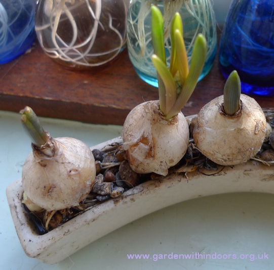 forced muscari bud