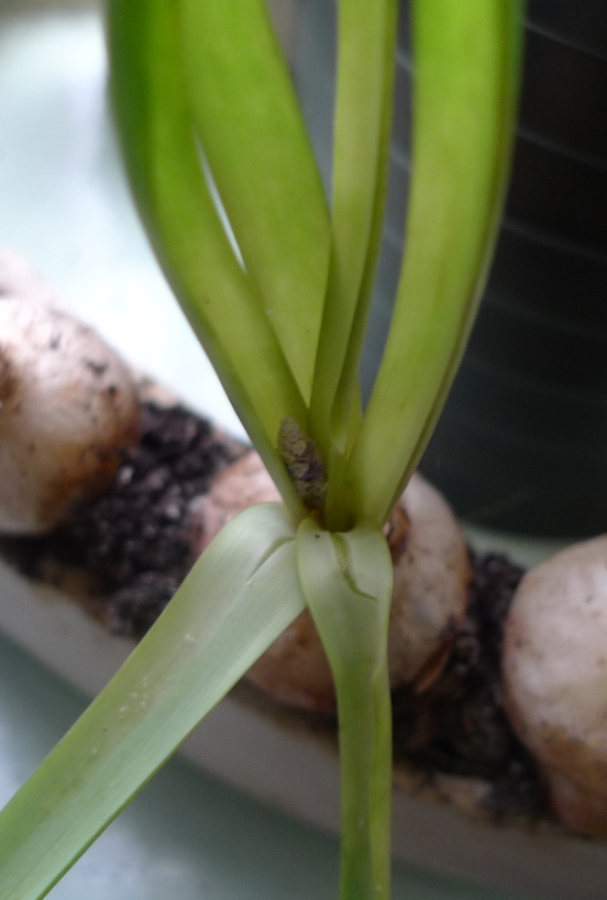 muscari with dried buds