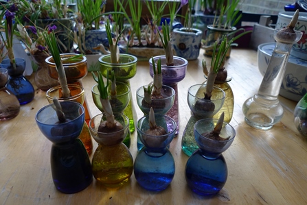 crocus bulbs in vases