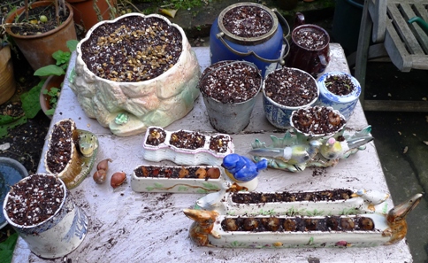 pots with bulb fibre