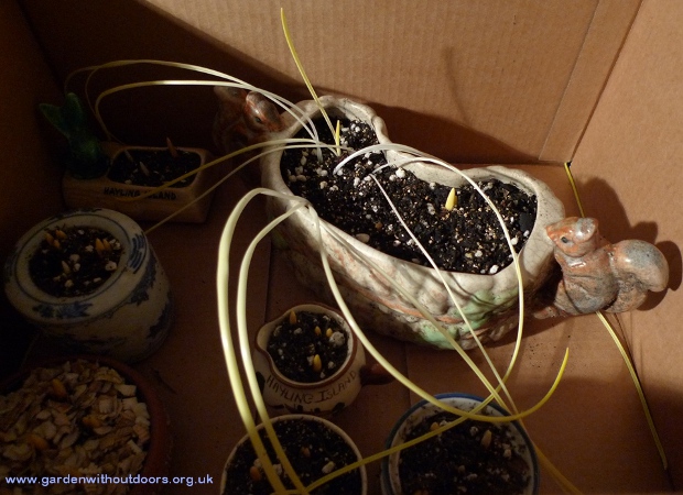 pots with small bulbs growing