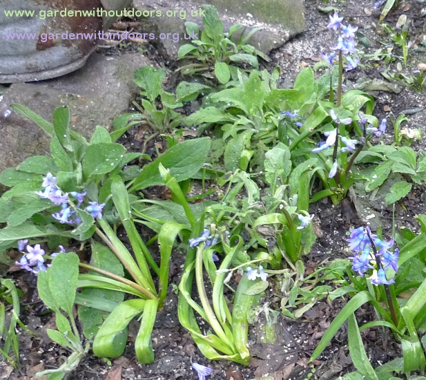 forced hyacinths planted in the garden