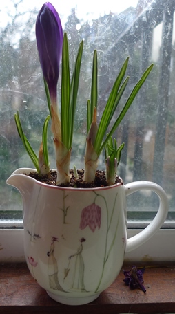 purple large Dutch crocus