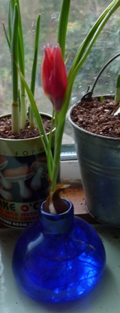 red tulip