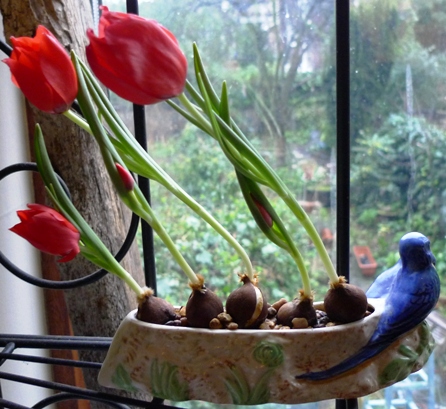 red tulips in Shorter and Son flower trough