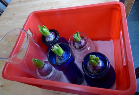 safe carrying of hyacinth vases