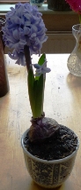 Delft Blue hyacinth