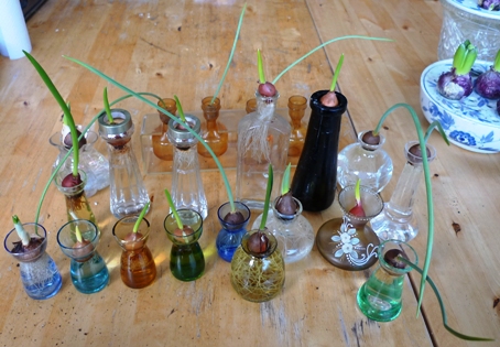 small bulbs in vases