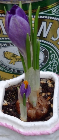 small crocus