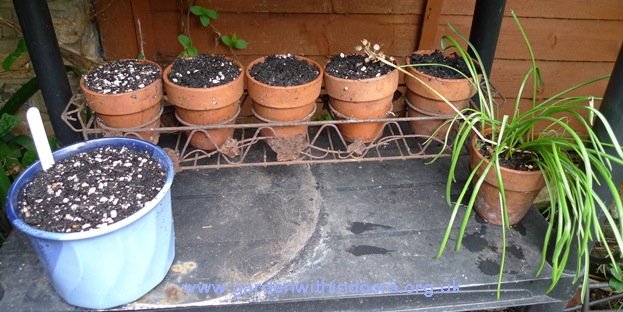 pots with muscari