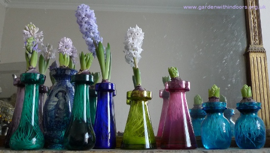 forced hyacinths in vases