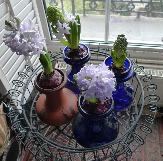 forced hyacinths in hyacinth vases