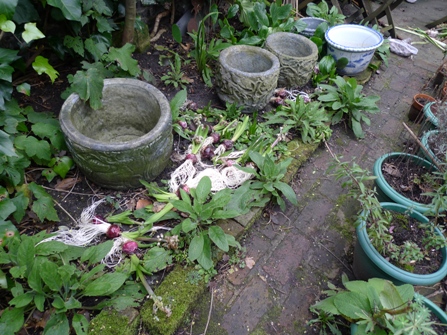 spent forced hyacinths