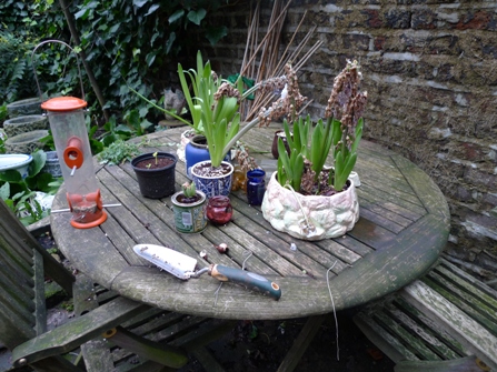 spent forced hyacinths