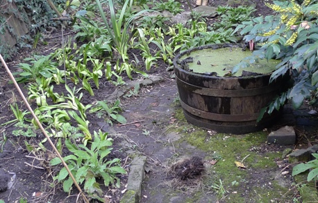spent hyacinths planted outside