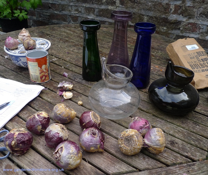 forcing hyacinth bulbs for Christmas