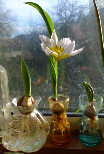 forced tulips