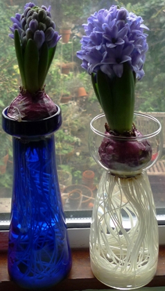 two Delft blue hyacinths