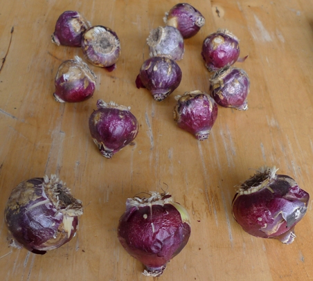 unprepared hyacinth bulbs after 4 weeks in the fridge