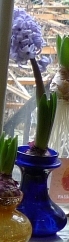 Delft Blue hyacinth