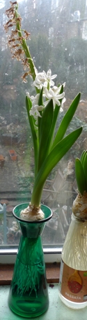 LInnocence hyacinth