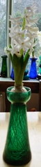 LInnocence hyacinth