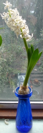 LInnocence hyacinth