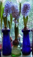 Delft Blue hyacinths