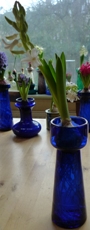 LInnocence hyacinth