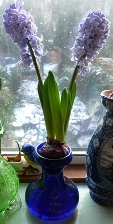 Delft Blue hyacinth 
