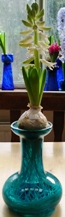 LInnocence hyacinth