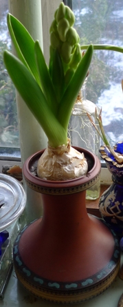 LInnocence hyacinths