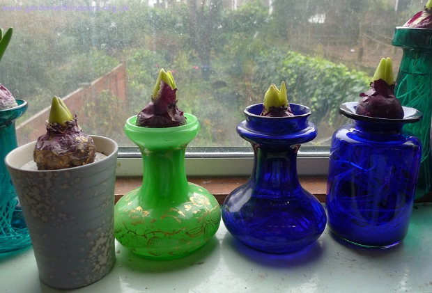 forced hyacinth bulbs vases