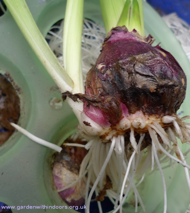 well-developed bulblet
