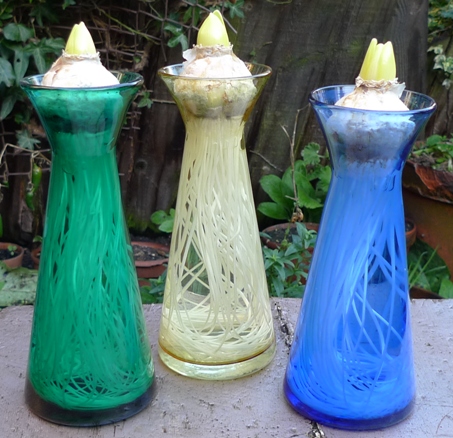 x-shaped hyacinth vases